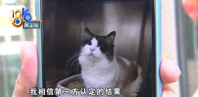 猫咪血统证书办理 99a536b79a4444bd9b7d9eb993659b66.jpeg