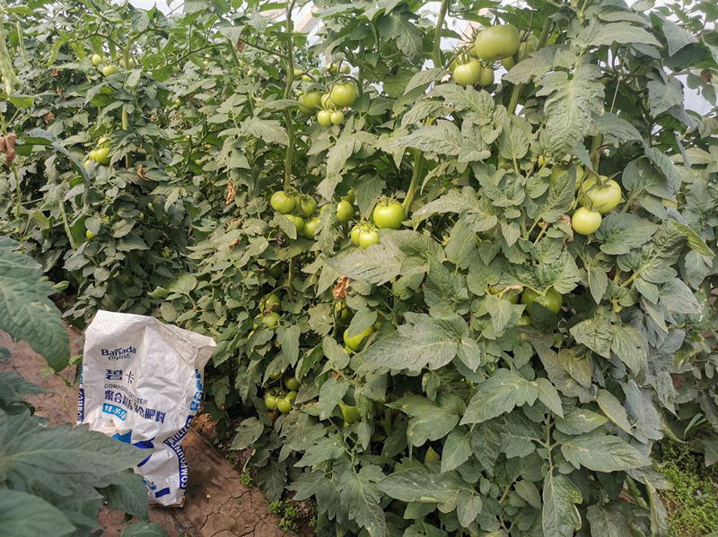 什么才算是好的水溶肥 59dcdc16dff44f1b9853bee33bfab40f.jpeg