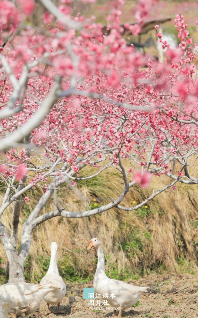 200多亩桃花花开正好！丽江吉北科，又“红”了！