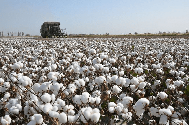 2021年的春天，最美的花开在中国——“新疆棉花”