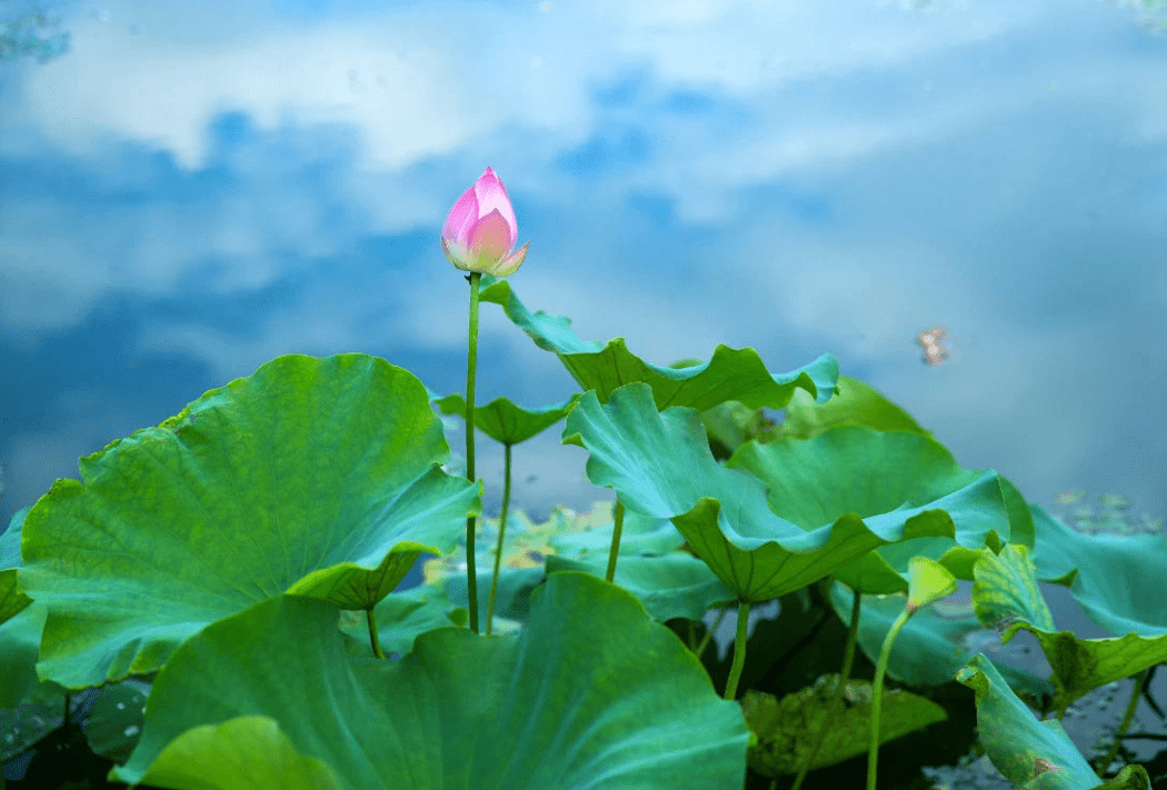 bfd48f1c748c41adbb2efd6e2fddbba0.png