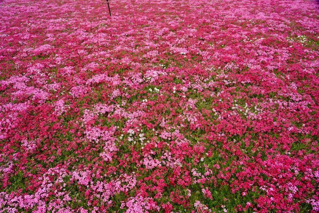 芝櫻花打卡攻略國內熱門的芝櫻花打卡點攻略彙總