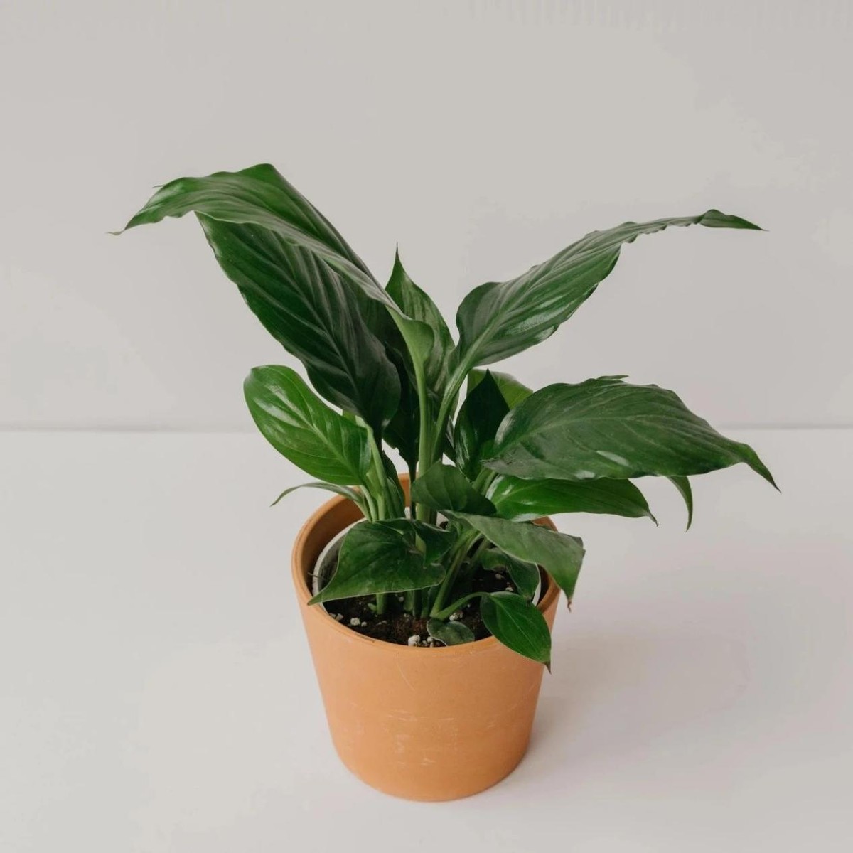 家庭盆栽哪些"耐阴花"方便,效果好?_白掌