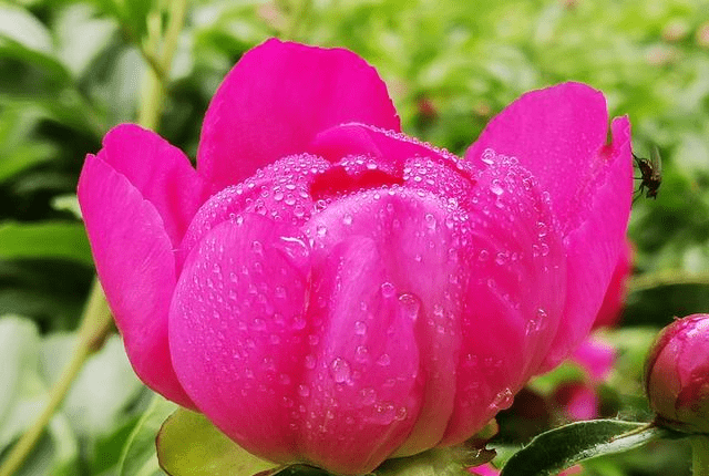 被誉为花仙 花相 有女科之花 五月花神之称的 殿春 芍药 牡丹