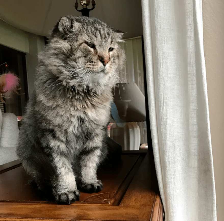 原创十多岁的老猫因疾病被种群抛弃一位救助者改变了它的命运