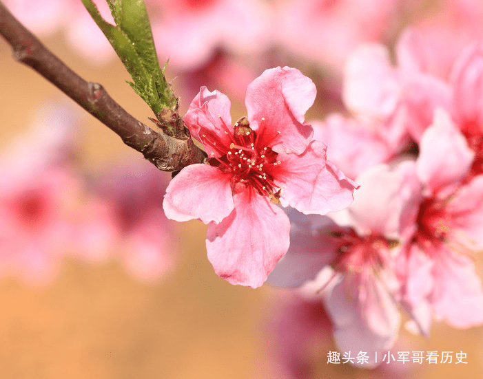 此花花香醉人 在红花绿叶的映衬下格外美丽 是爱情婚姻之花 桃花