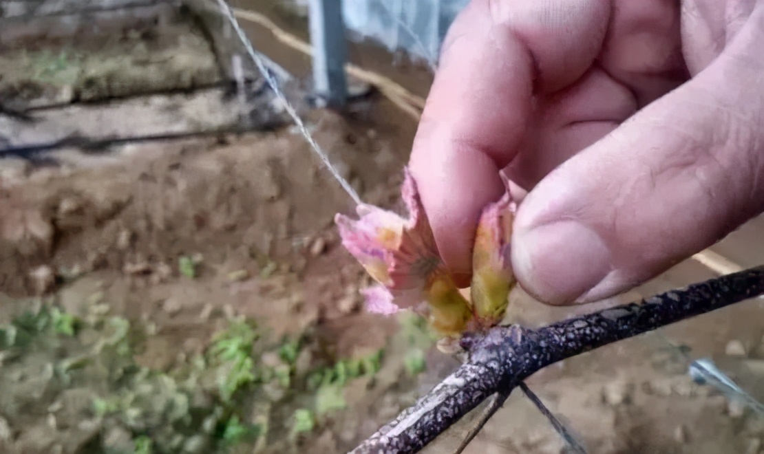 保留主芽,抹去副芽!葡萄抹芽定梢实用详解