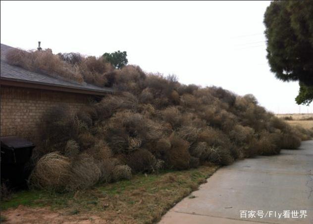 澳洲人民遭野草堵门，每天清理要花8小时，其实这草可以吃