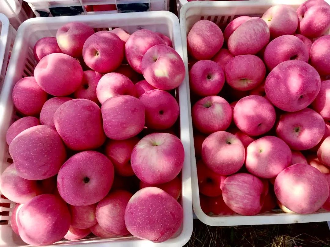 来自君王避暑圣地的宜君苹果你吃过吗