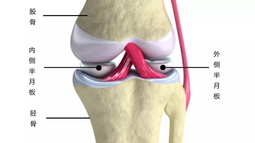 膝盖半月板在哪个位置图片