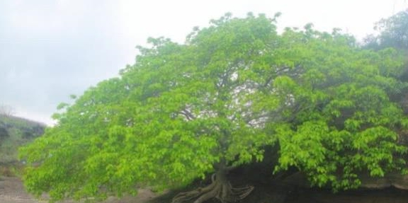 全球“最古怪”的树：它不能碰更不能砍，浑身都散发着毒素！
