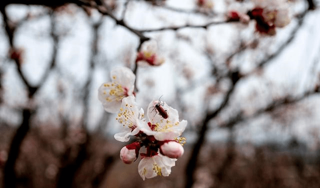 十二花神之二月花 杏花 王安石