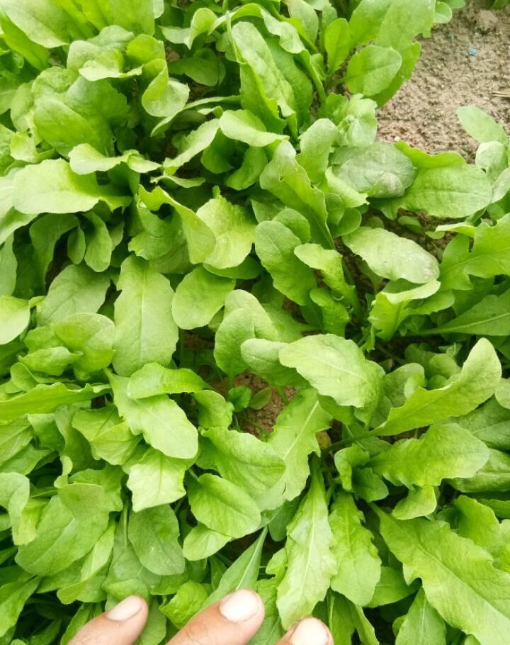 婆婆丁与荠菜的区别 e0551ba7a8554b5fb0d5da4884a7a8d6.jpeg