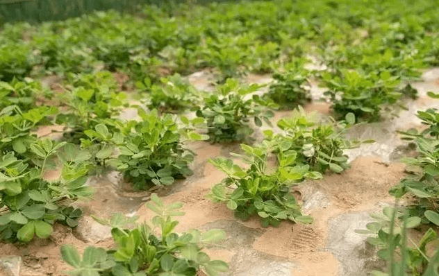 最新花生种植管理技术农民们必看的增产高产方案