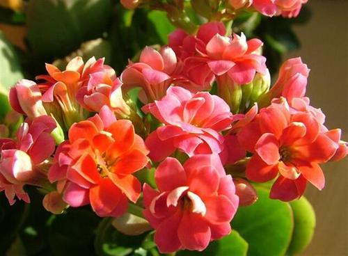 如何修剪长寿花残花 45c11d7e438b494686a909498a7191b6.jpeg