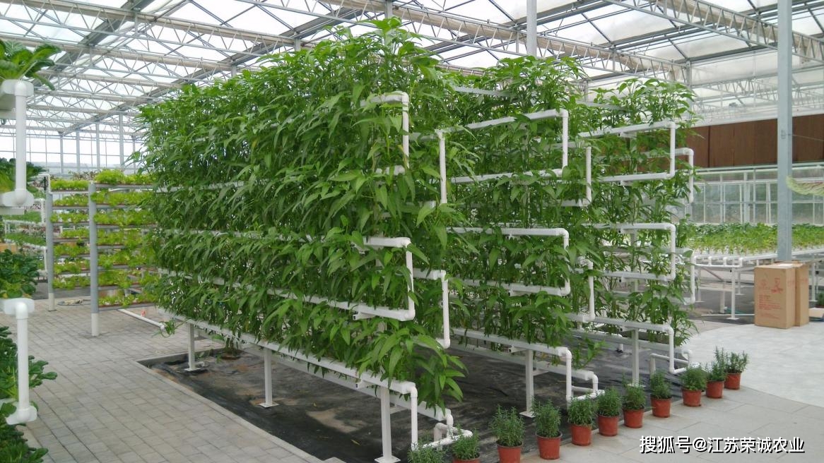 大家都在无土栽培,你还没行动?