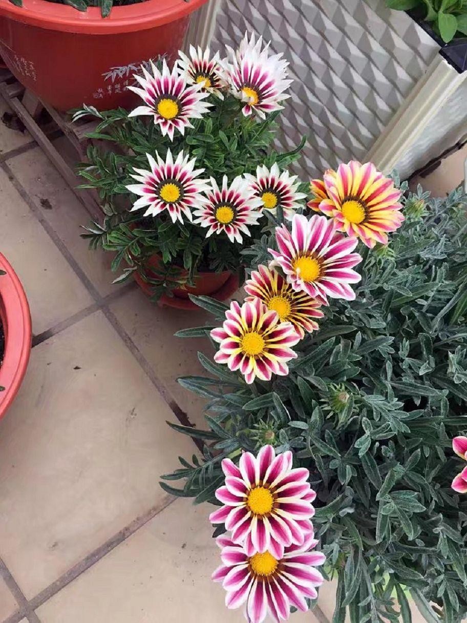 盆栽花肥怎么选 7673f6e755a844d2b732544d6f2bdd5f.jpeg