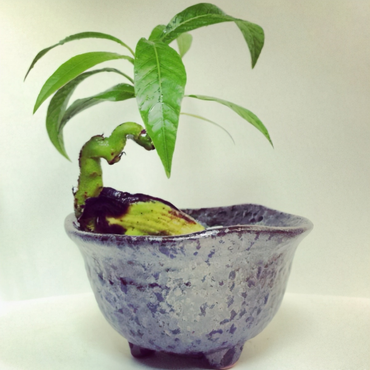 盆栽芒果的种植方法