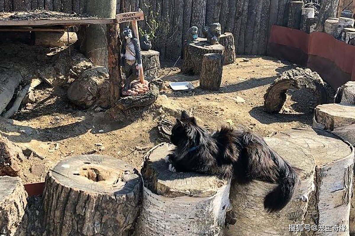 俄羅斯動物園裡一隻被救的流浪貓竟變成了動物管理員最得力的助手