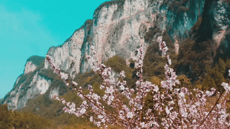 巴山大峡谷花团锦簇、春色撩人，周末天气晴，宜踏青出游