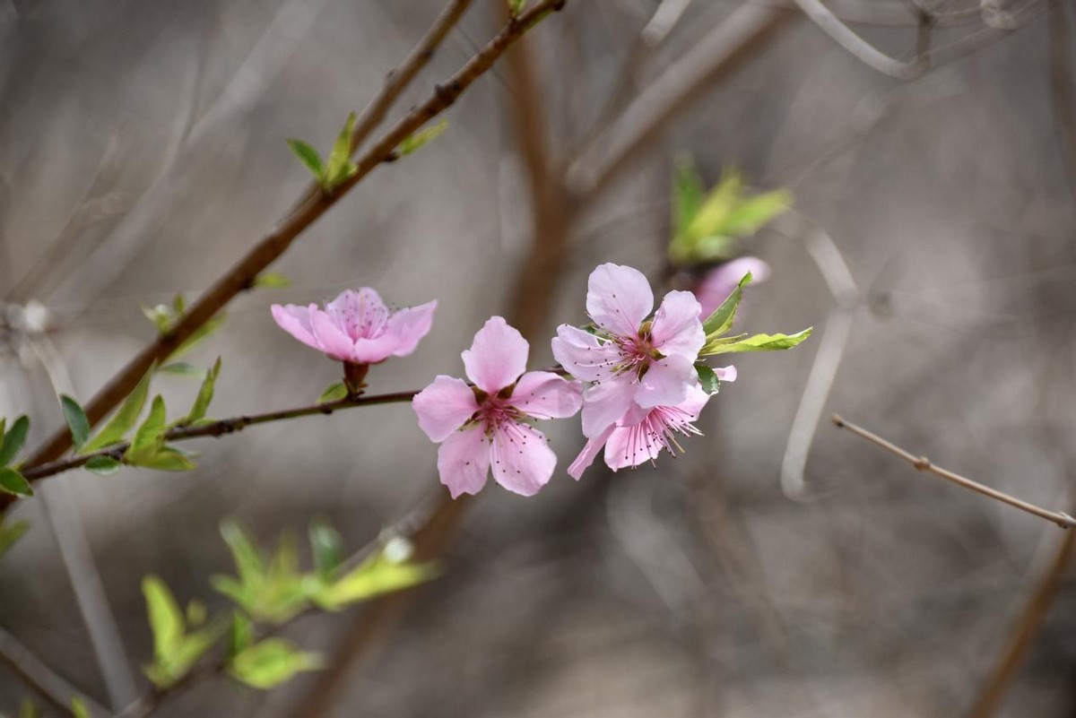 清明踏青王母山4月3日第二届山桃花节启幕徜徉十里花海