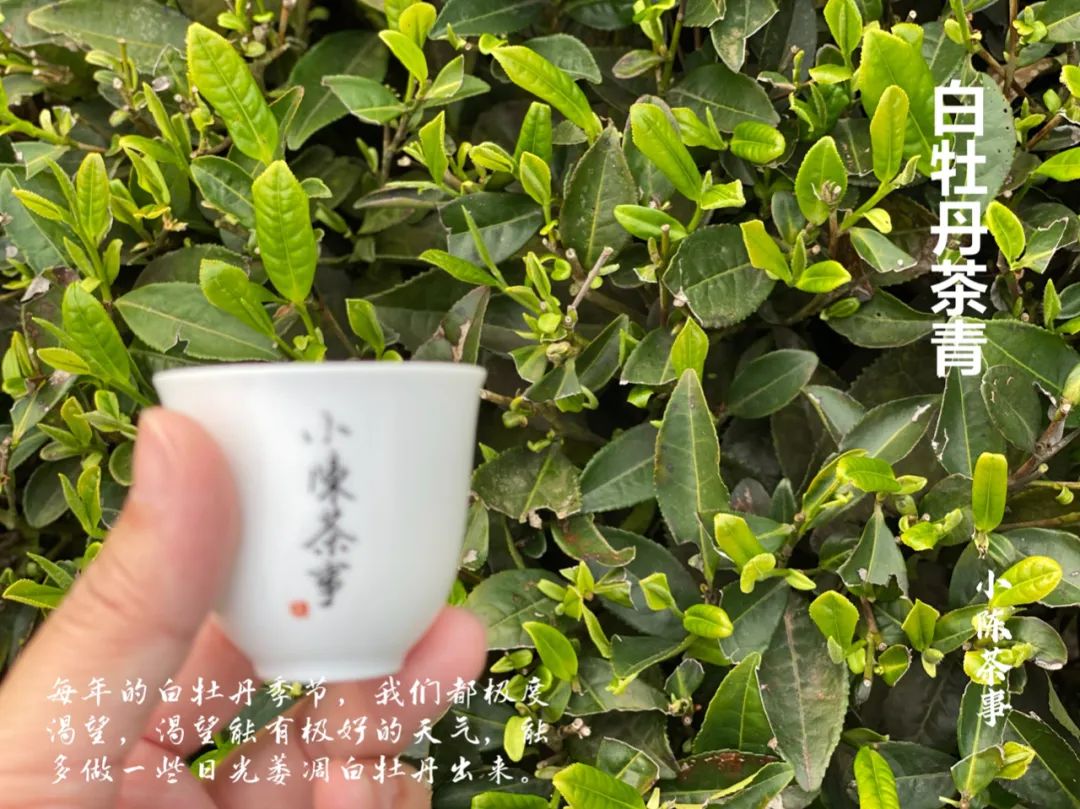 白毫銀針增產 白牡丹減產 21年春茶季 茶山怪狀有多少 醉八仙品茶