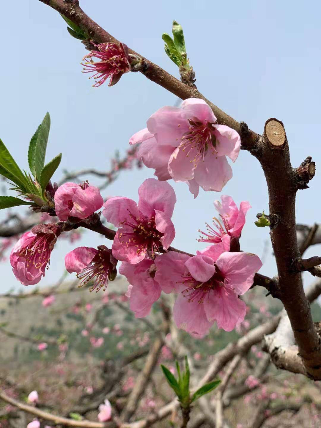 21年清明节放假几天 又为什么清明节要扫墓郊游植树呢 时期