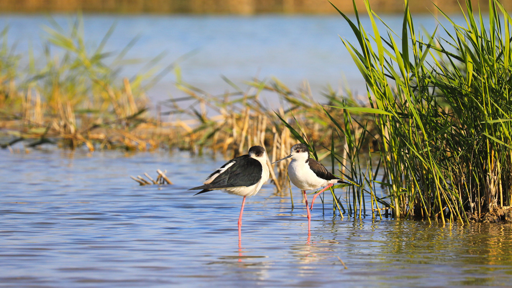 春行"塞上江南" 醉在宁夏沙湖宜人美景中_候鸟