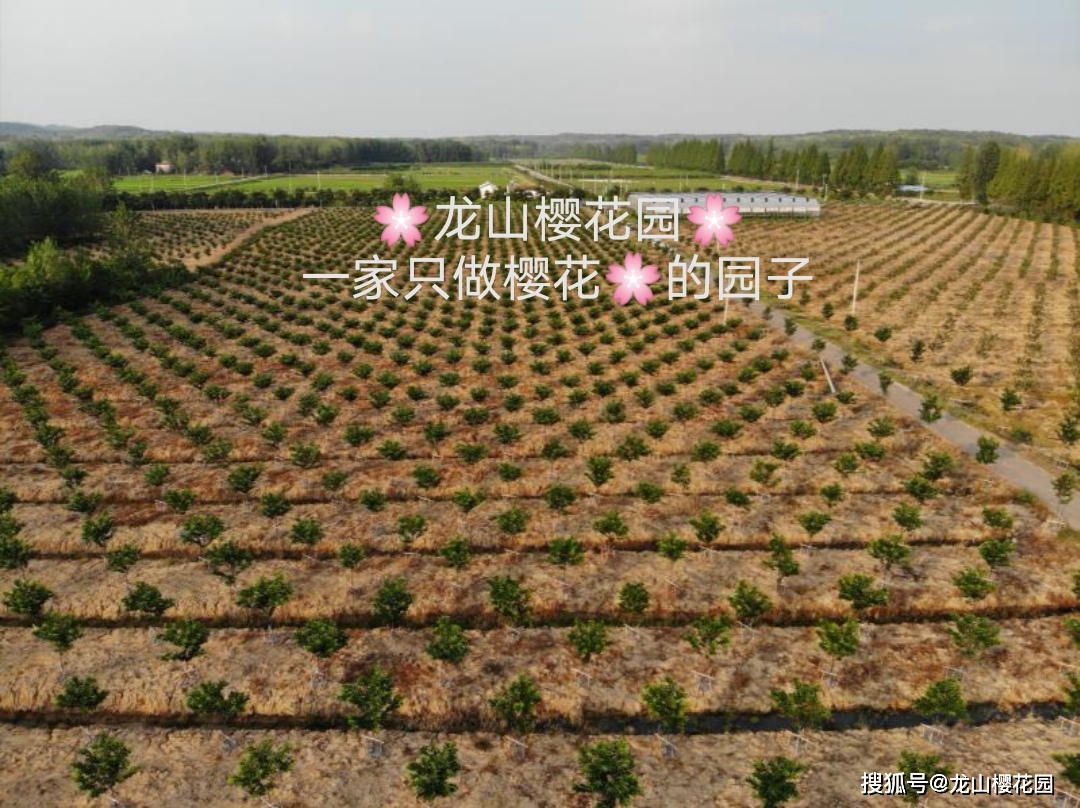 种过桃李杏梅等蔷薇科的地为什么不能种樱花 龙山樱花园 根系