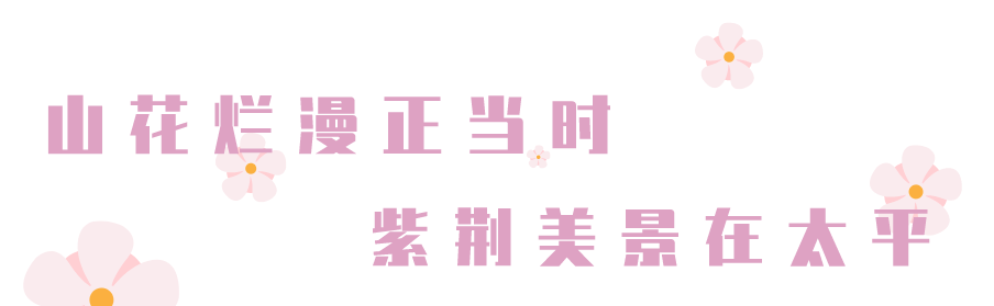 太平国家森林公园紫荆花季：苏宁一加看太平 抖音大赛赏紫荆