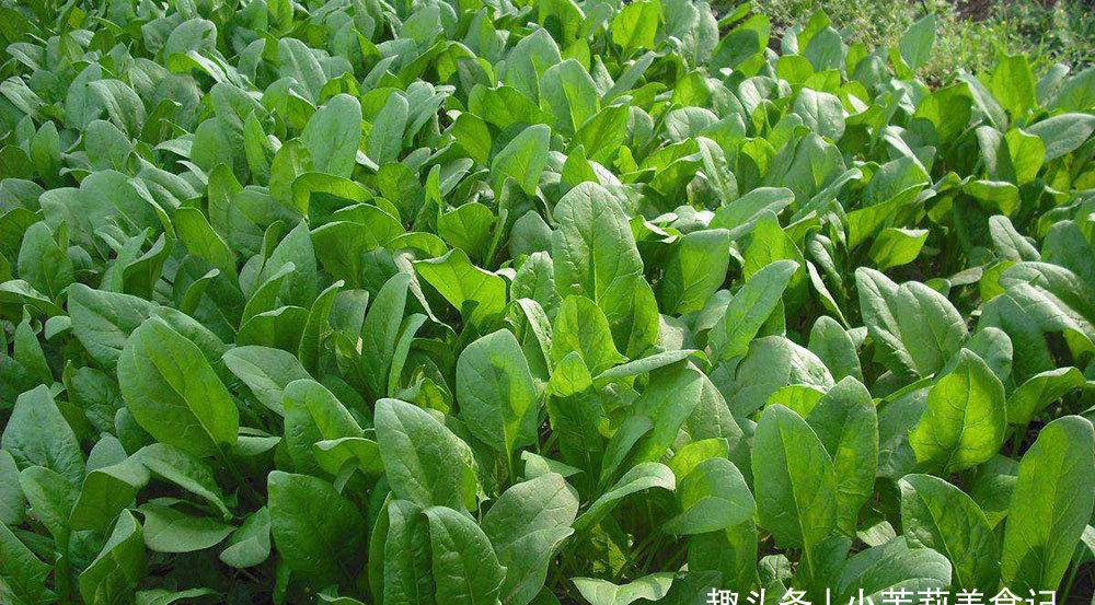 春天菠菜正嫩,吃菠菜有"4忌",不懂别乱吃,弄清楚再吃更放心