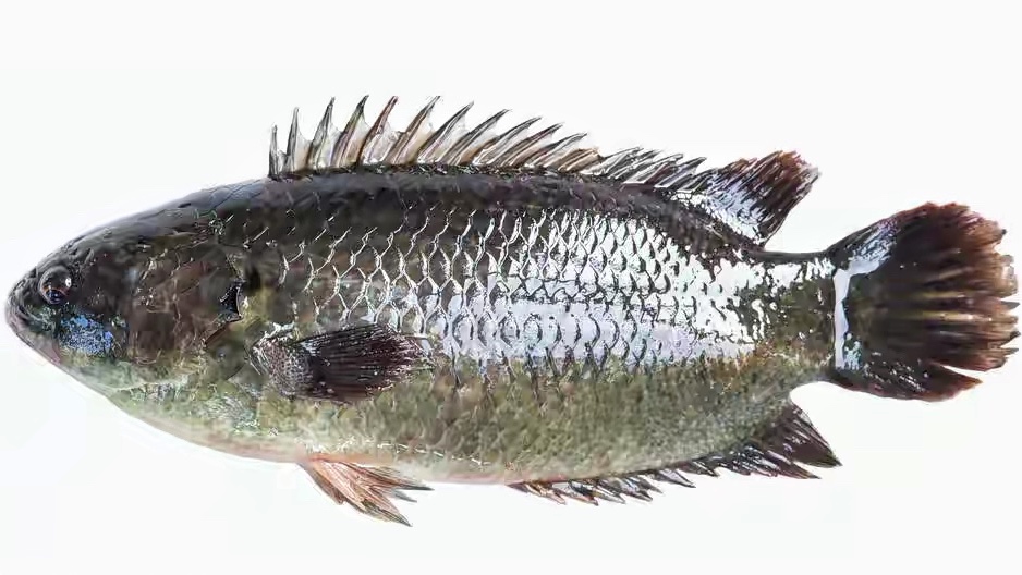 广西柳州河沟里的巴毛鱼因气温回升大量繁殖钓鱼人最怕钩到它