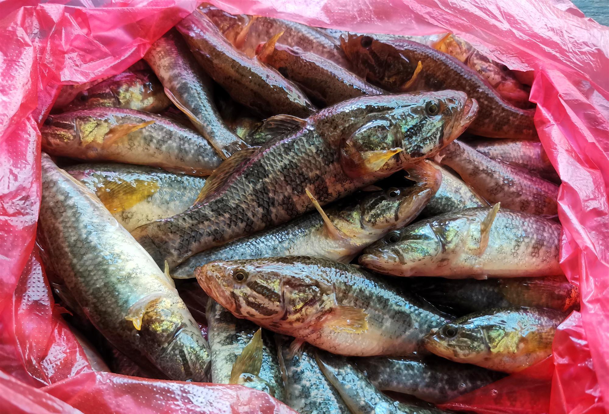 老头鱼,也叫:山胖头,沙姑鲈子,还阳鱼,其肉质细嫩,刺少味美,是绝对的