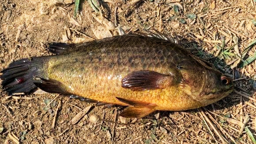 广西柳州河沟里的巴毛鱼因气温回升大量繁殖钓鱼人最怕钩到它