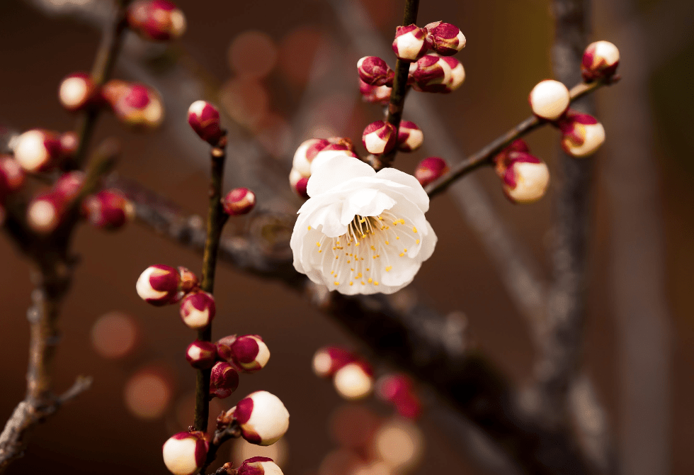 原创4月上旬姻缘将至缘分落地3大生肖天降桃花重拾旧情人