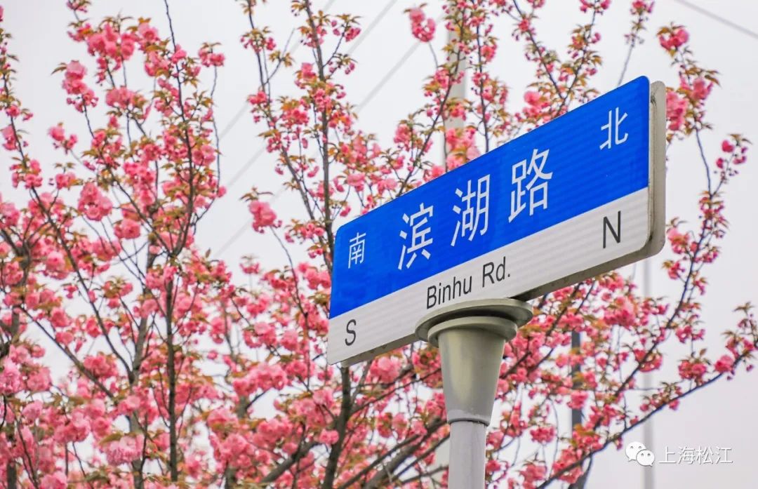 松江首条“落花不扫”道路迎来最佳赏樱期！