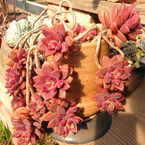 多肉怎么养成老桩悬崖桩 b10f4128306e4756a8b67ab51df87dab.jpeg