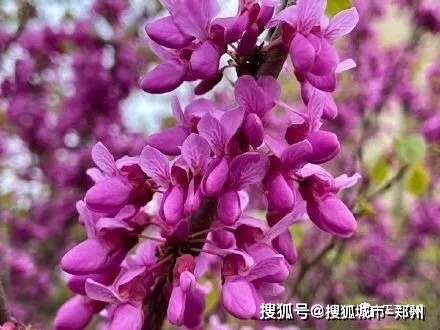 春漾尧山紫荆花开 等你在紫色的梦里 深情