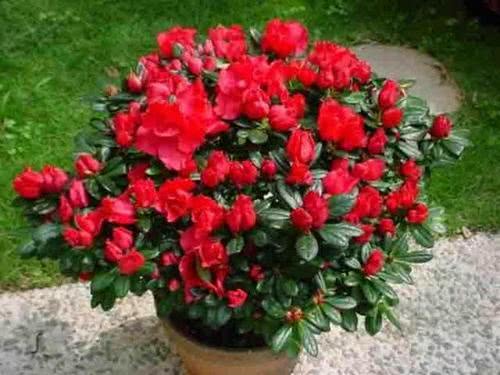 怎么养花不死 29f3acc230c946daa1058ba302f178b7.jpeg