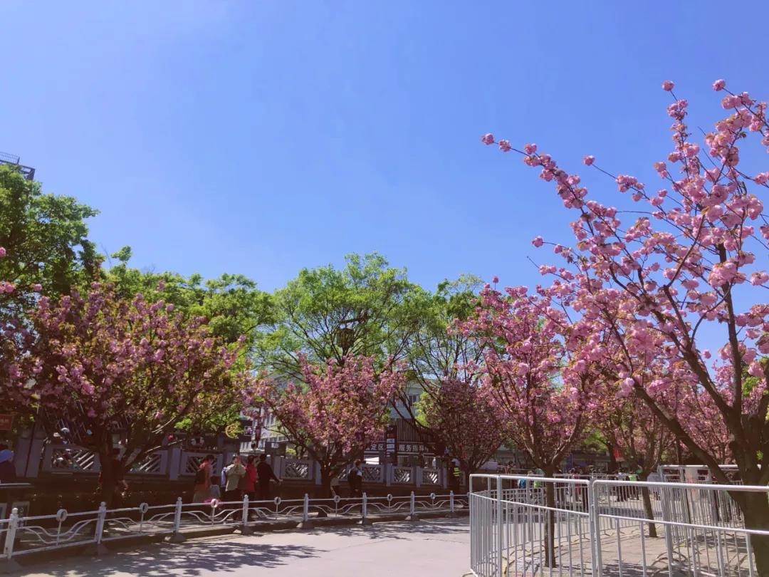 紫藤公园预约入园首日各时段约满，每个时段限500人次