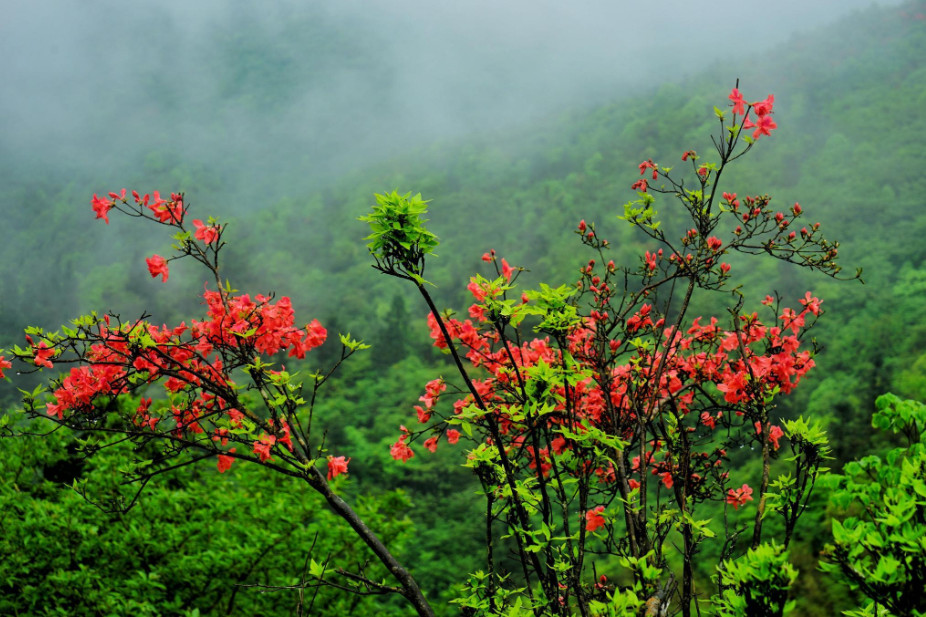 湖南一地杜鹃花蹿红，数十万亩花“打破世界纪录”，花期将至5月