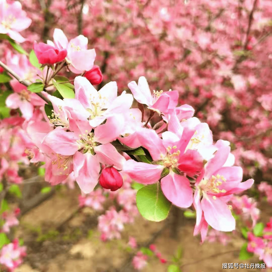 最美四月，安兴海棠文旅节开幕