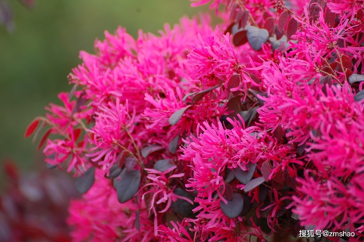 上海街头的红花檵木