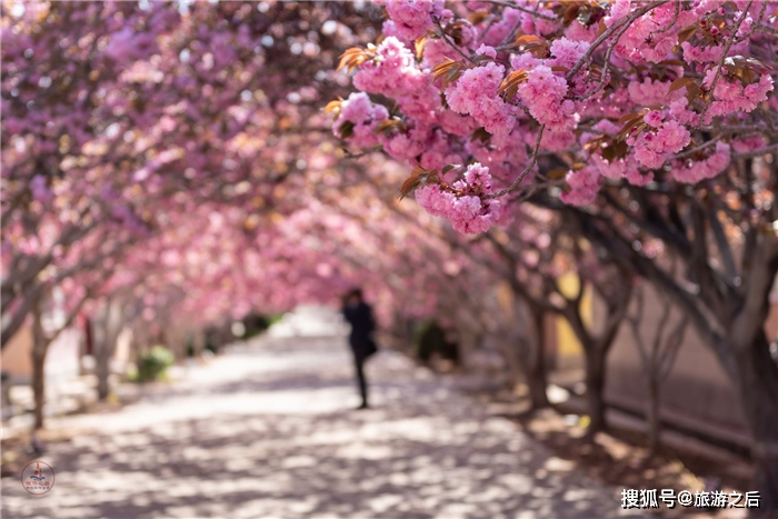 烟台低调的樱花小镇，不一样的赏樱体验，感受另一个童话世界