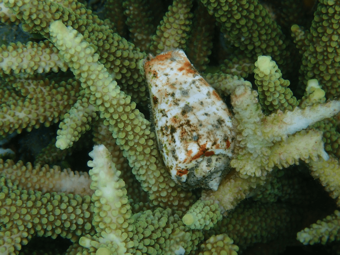 与其他凤螺科腹足类相似,篱凤螺可用其长且尖锐的厣(yǎn,即壳口那枚