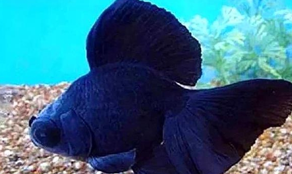 水中氧气对金鱼来说至关重要 那么氧气是怎么来的呢 反应