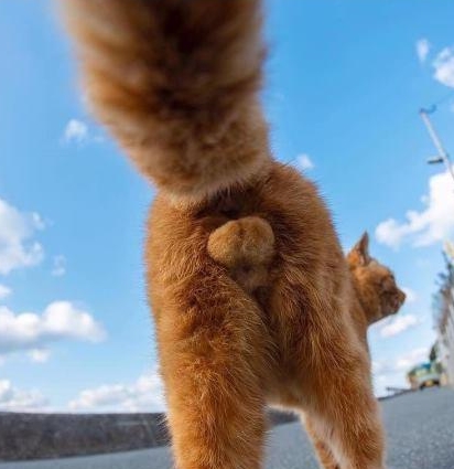 橘猫的黄金蛋蛋好肥哟,喵:你个臭流氓,拍哪呢?_大坏蛋