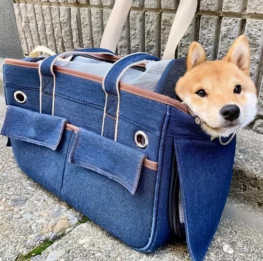 怎么教狗狗不出门不上厕所 dcf65ce84bc54925a564d135cc415d3f.jpeg