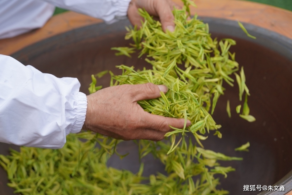 走进最美茶园:悠然南山催新芽,江南溧阳白茶香