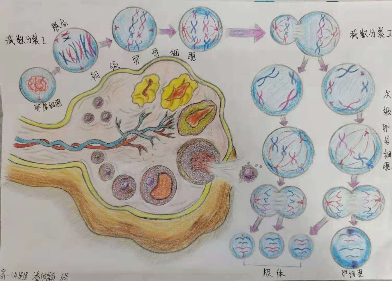 减数分裂过程中的染色体动态变化是理解遗传规律的分子和细胞学基础